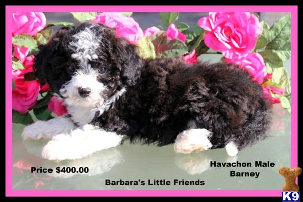 Mixed Breed Puppies